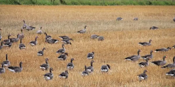 Aves acuáticas, como los gansos