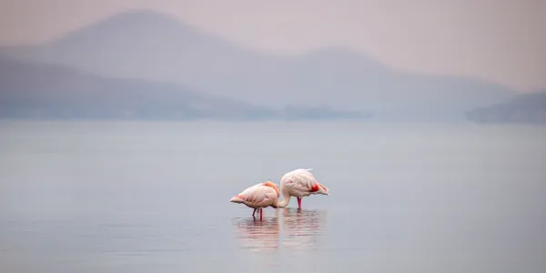 Dos flamencos