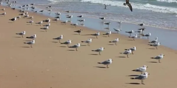 Las aves costeras del Mediterráneo