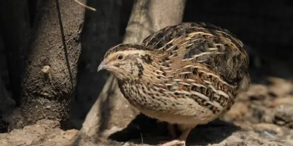 Las aves que se dedican a la crianza envejecen más rápido