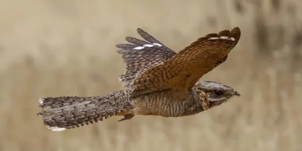 Chotacabras cuellirrojo en vuelo 