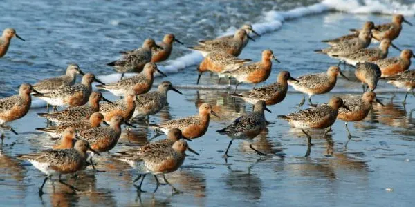 Así son las aves playeras
