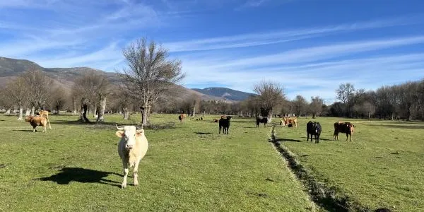 Madrid ayuda a ganaderos contra los ataques de lobo ibérico