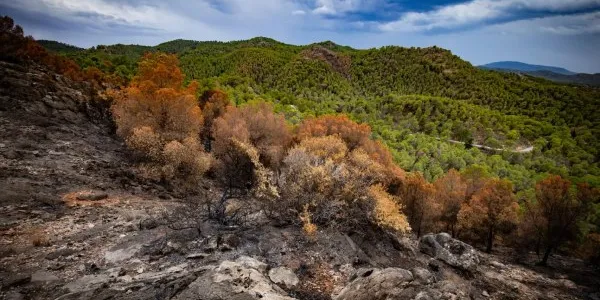 Bosque de pino mediterráneo quemado tras un incendio debido a las olas de calor. 