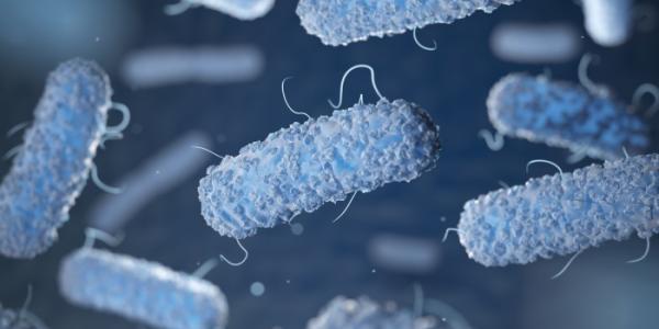 bacteria come carne
