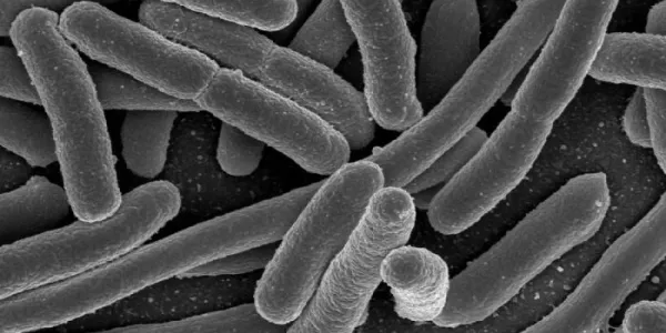 bacterias resistentes a antibióticos