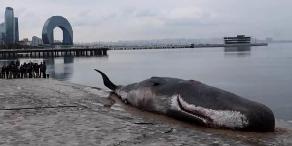 Ballena varada