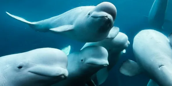 Las belugas en cautividad de Canadá podrían venir a España