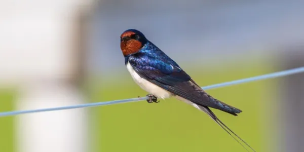 Golondrina común