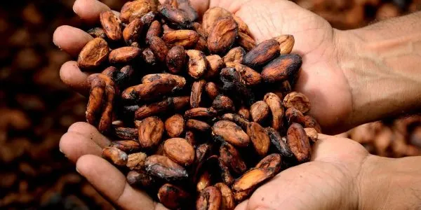 El cacao en su estado más puro