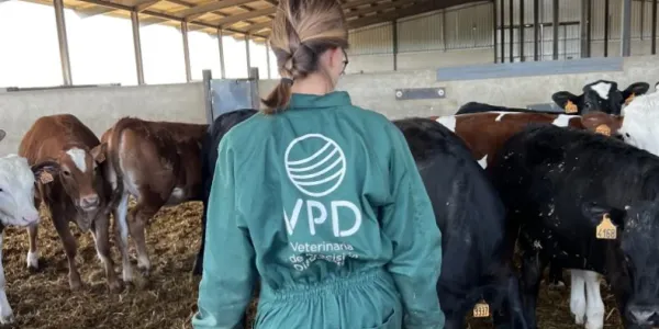 Mujer de espaldas trabajando en una granja de la startup conquense BigGuardian
