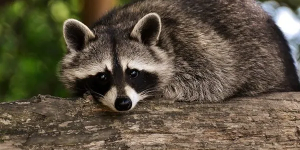 Un mapache. 