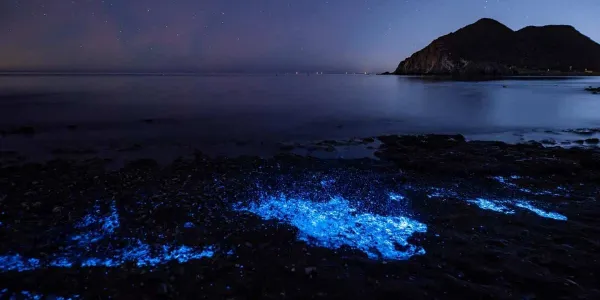 La bioluminiscencia marina y su influencia