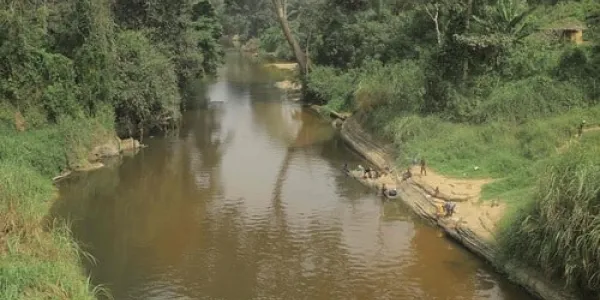 Problemas en los bosques de África