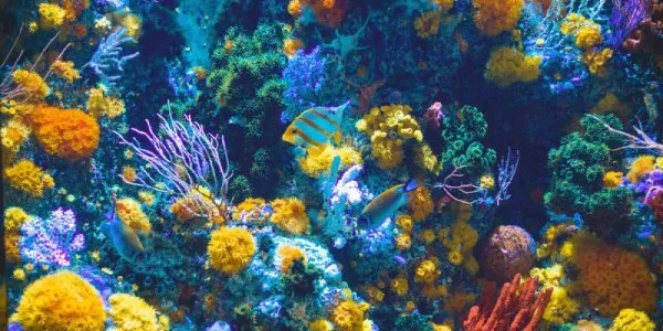 Fondo del océano, un bosque animal marino lleno de corales y peces
