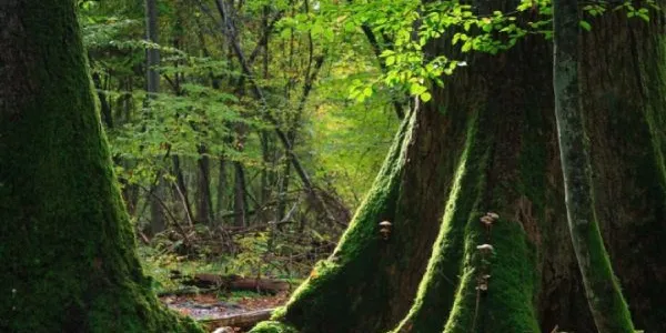 Una parte de un bosque polaco