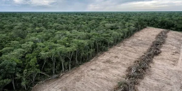 Los bosques de Sudamérica y el cambio climático
