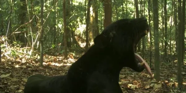 Ejemplo de los mamíferos que corren peligro de extinción