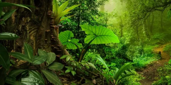 Un bosque