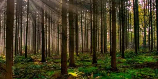 Los bosques han crecido en superficie durante los últimos 20 años
