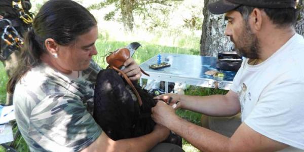 Colocación de un emisor GPS a un buitre negro nacido este año en la Sierra de la Demanda 