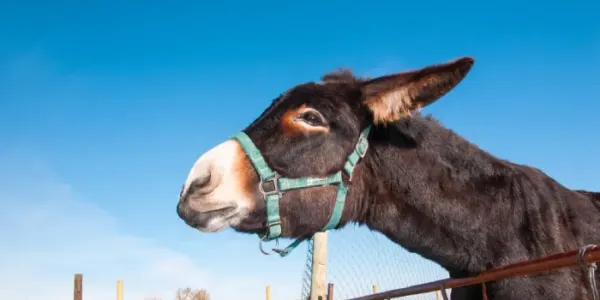Burros bomberos