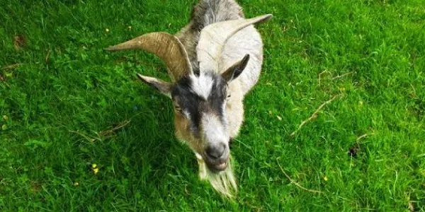 Las cabras saben si estamos contentos o enfadados