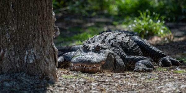 Diferencias entre caimanes y cocodrilos