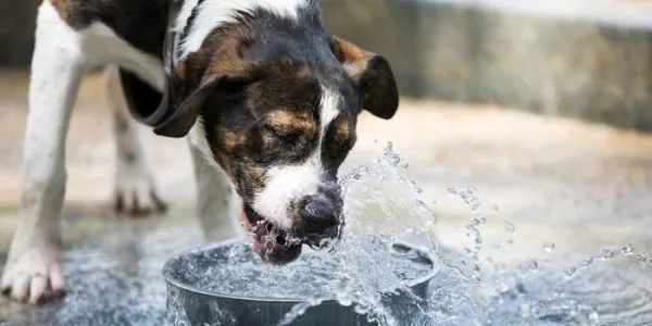 Consejos para cuidar a tus animales en verano