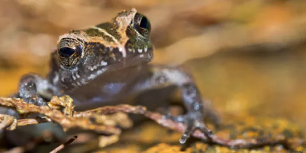 Áreas de Europa para la protección de los anfibios en el cambio climático