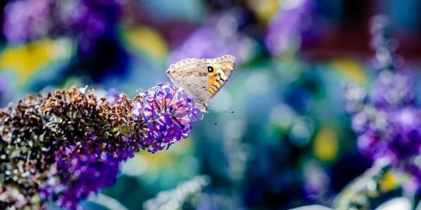 Mariposa de la especie 'Junonia villida'