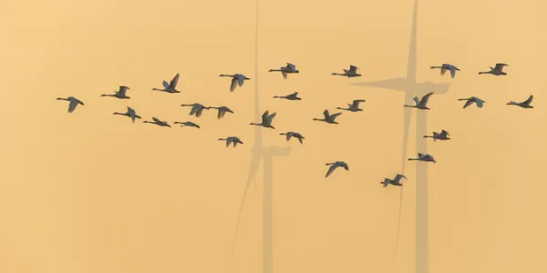 Aparición de especies de pájaros y cambio climático