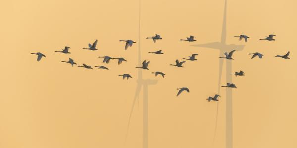 Imagen de pájaros/Envatoelements Aparición de especies de pájaros y cambio climático