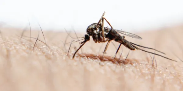 Mosquitos