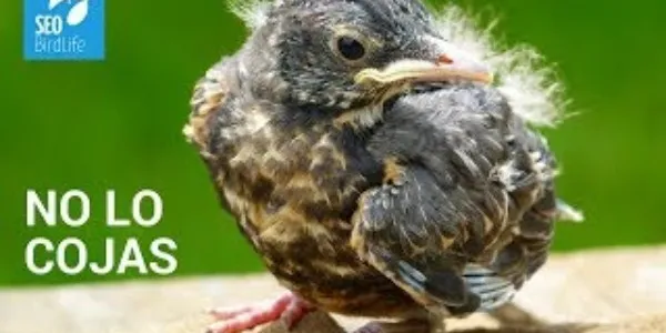 Campaña 'No lo cojas' de SEO/BirdLife con los polluelos de aves urbanas
