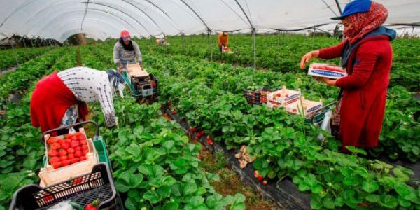 Recogida de la fresa en Huelva con trabajadores refugiados/ EFE Los refugiados y la campaña de recogida de fresa 25/26 en Huelva