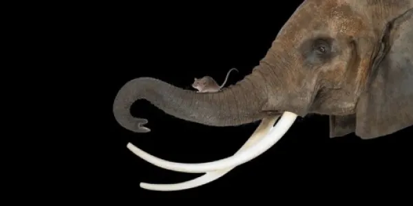 Los animales de mayor tamaño, más riesgo de padecer cáncer