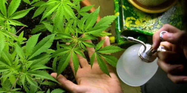 El consumo de cannabis da lugar a un síndrome complicado