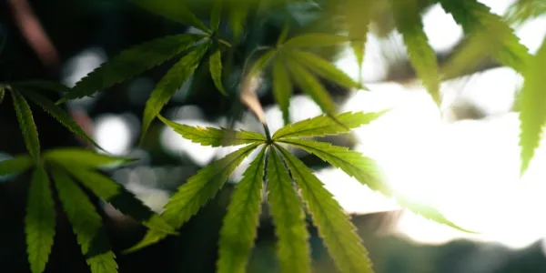 cannabis medicinal 