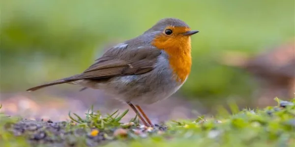 La captura ilegal de aves migratorias en Europa
