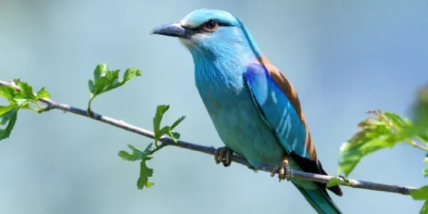 Carraca europea