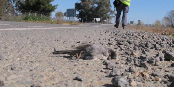 Ave muerta en el arcén de una carretera 