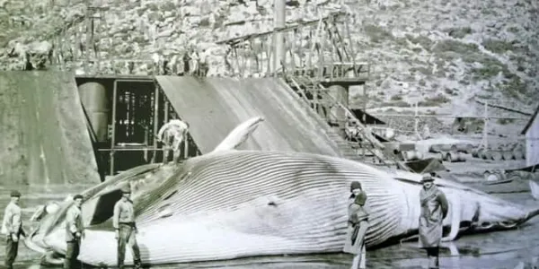 Inicios de la caza da ballenas