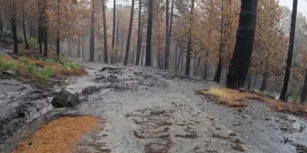 Imagen captada en un bosque de Burgondo Ávila durante las recientes lluvias