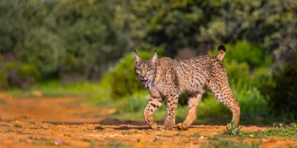 lince ibérico