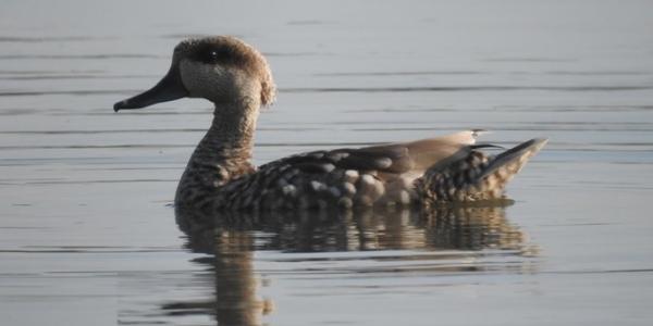 Macho de cerceta pardilla con su característico moño en la nuca