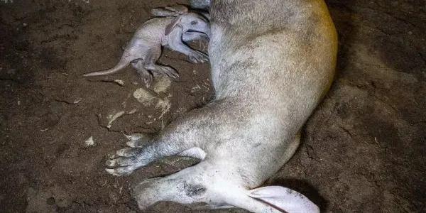 El cerdo hormiguero recién nacido con su mamá