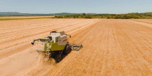 El cereal sufre el calor y los precios