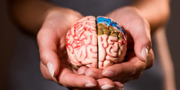 Cerebro humano y todas sus etapas