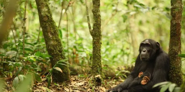 Madre y cría de chimpancé en Uganda